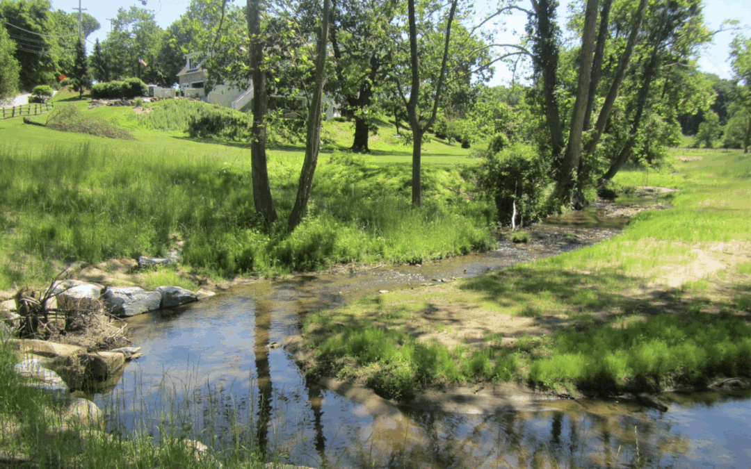 recently restored stream surrounded by green grass and small trees
